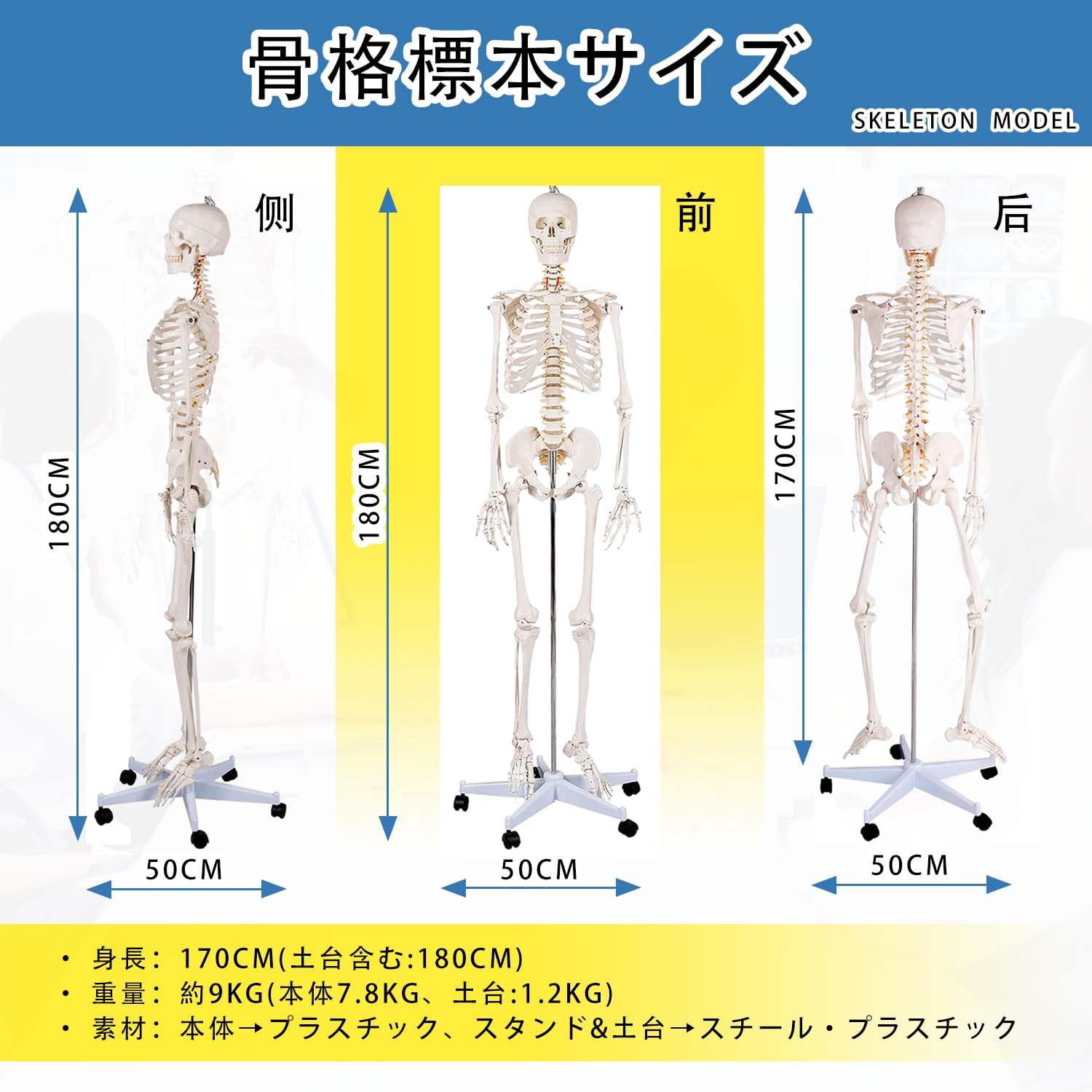 SUDOO 骨模型 全身 等身大 人体模型 170cm 骨格模型 高精度 神経根有り