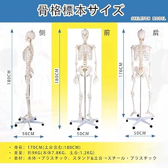 SUDOO Full-Body Human Skeleton Model, Life-Size 170cm, High-Precision Bone Model with Nerve Roots, Full-Body Skeleton Specimen, Skeleton Model, Human Bone Model, Skeleton with Ligaments, Includes