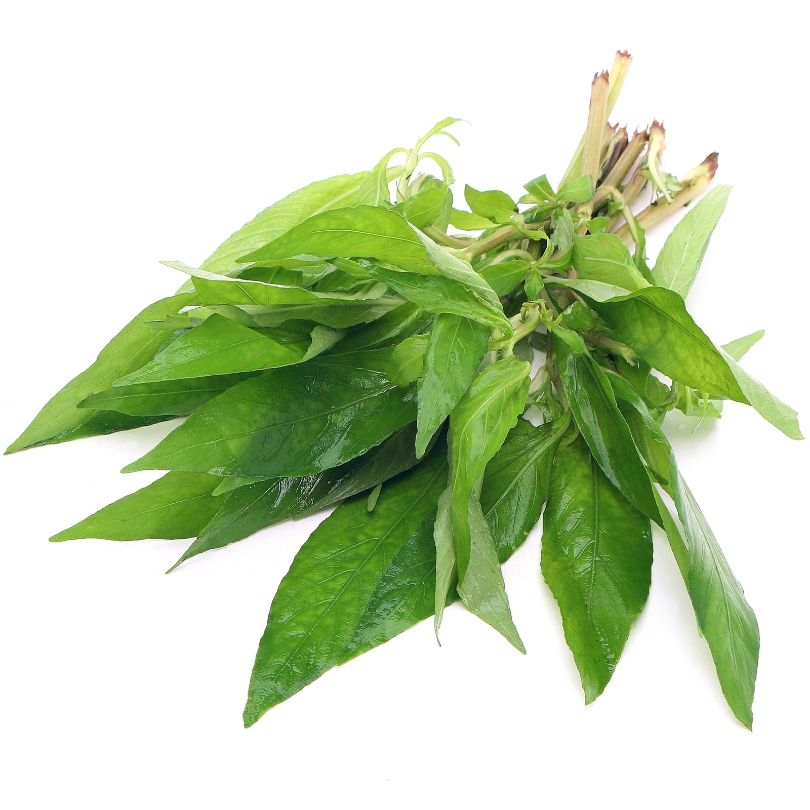 Hygrophila Angustifolia Live Aquarium Plant for Freshwater Tropical Tank Aquascaping K2aqua