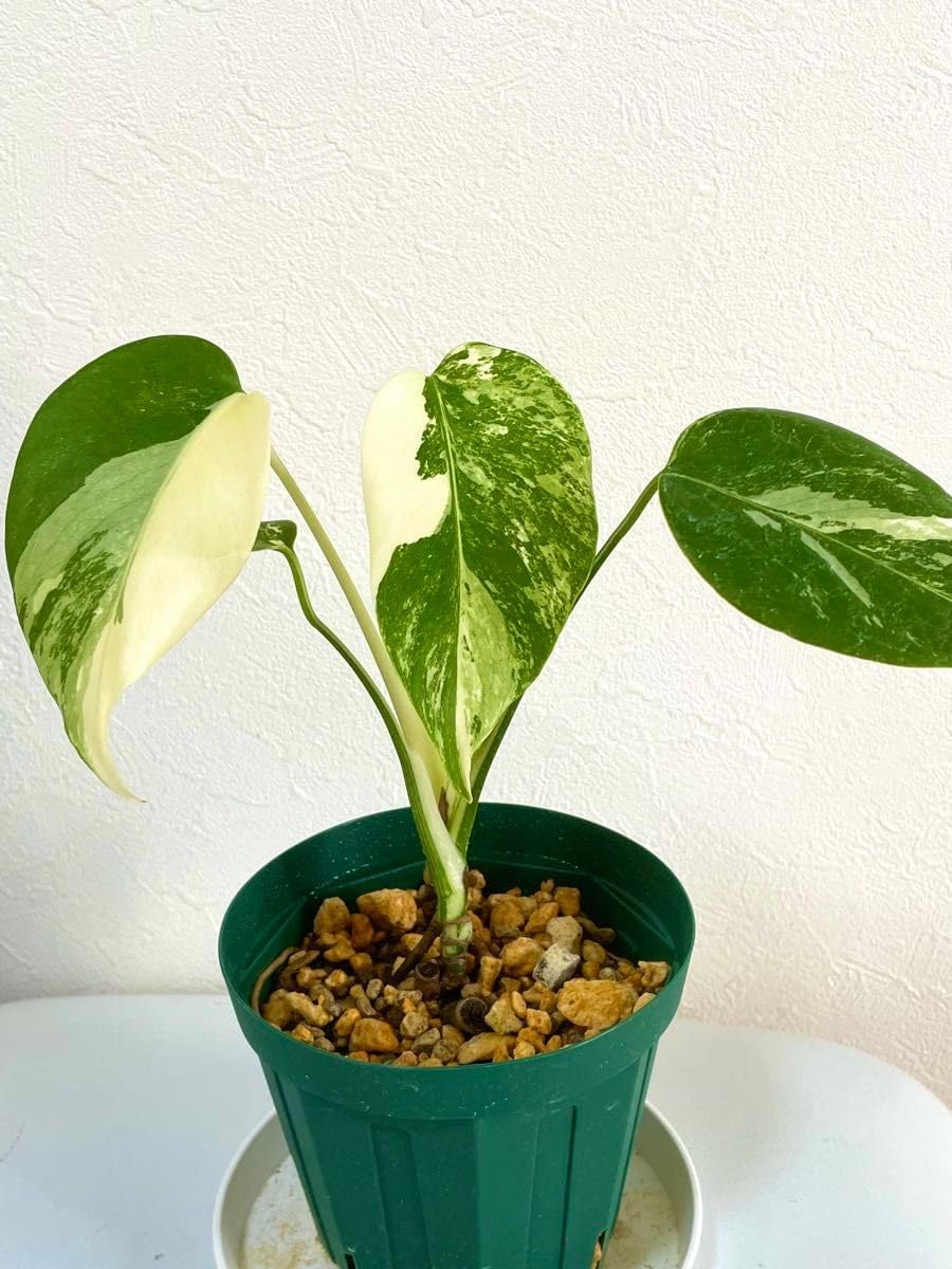 耐寒性アロエ ストリアツラ大株◇南国ドライガーデン多肉サボテン