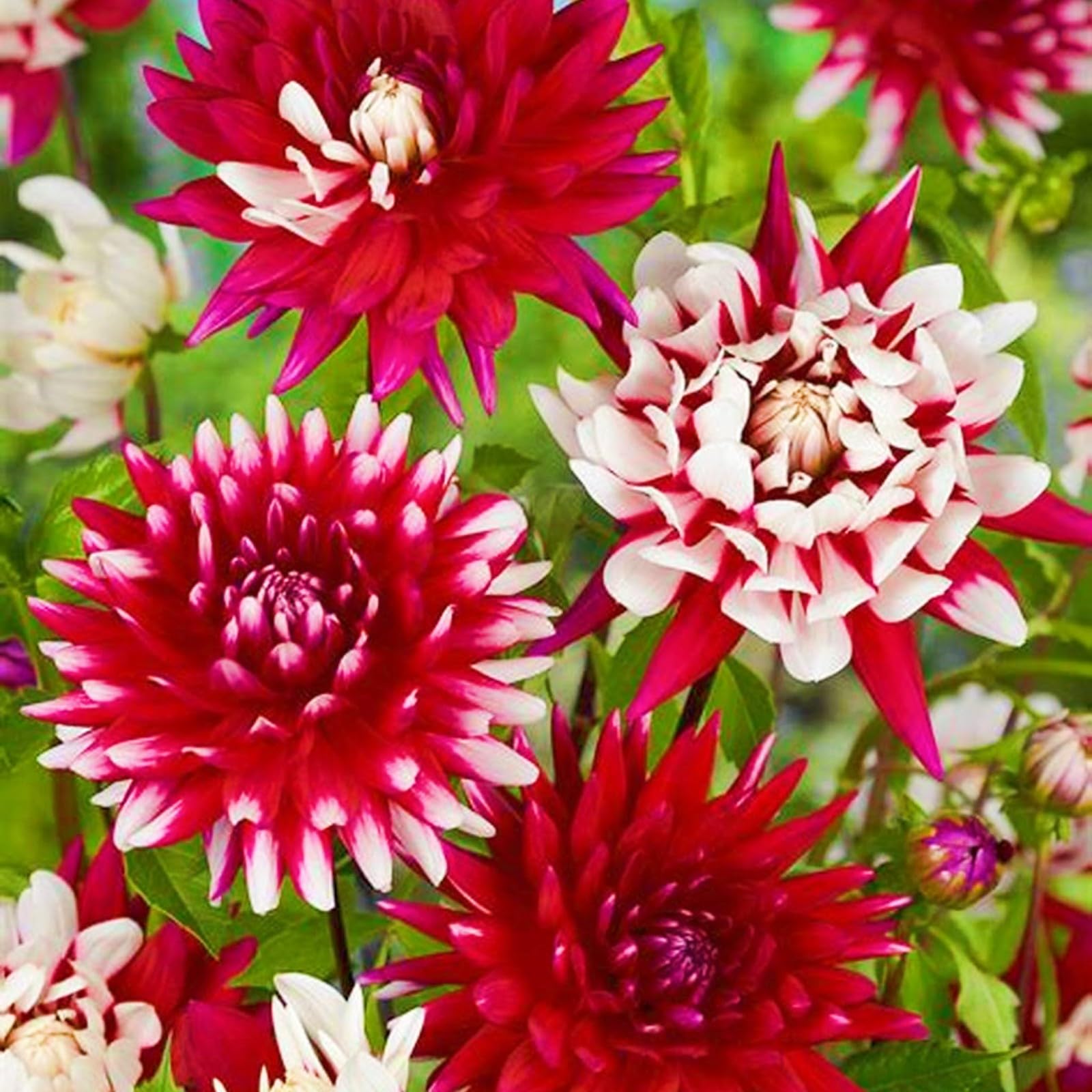 Dahlia Bulbs Bulk Dahlia Bulbs for Planting Now UK,Hardy Perennial,Ornamental Flowers,Garden Flowers,Wedding Flower-5bulbs-h