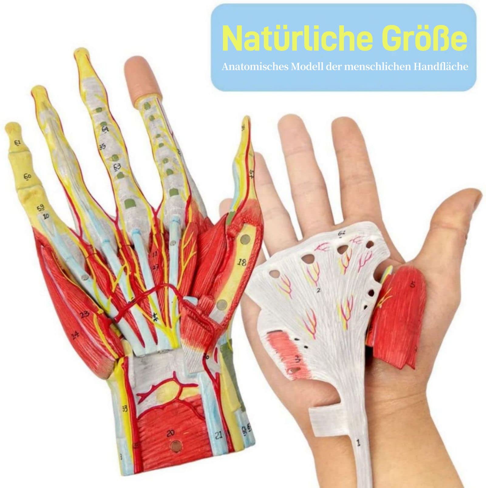 2022 Neues Medizinisches Anatomisches Handskelettmodell Mit Muskeln Bändern Nerven Und Blutgefäßen, 7 Teile, Lebensgroß, Magnetische Einfache Montage (Handmodell)