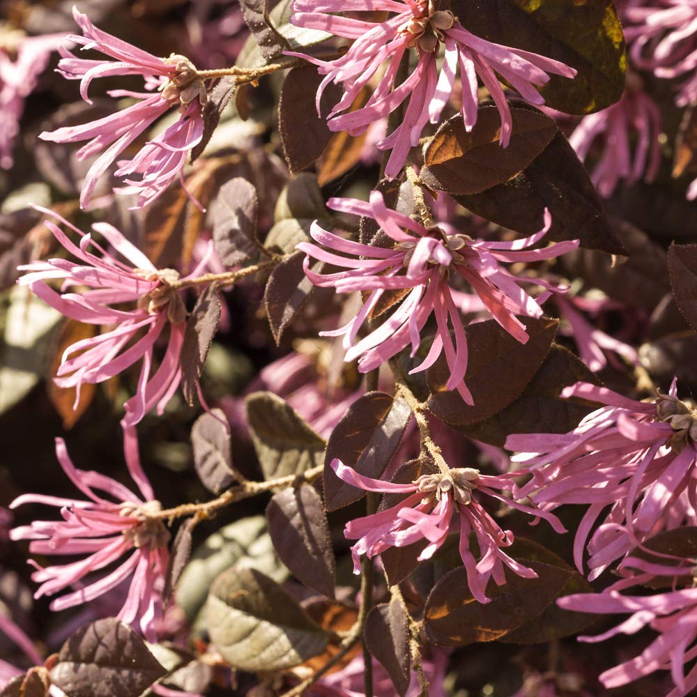 Loropetalum chinensis 'Fire Dance' Chinese Witch Hazel 3 Plants in 9cm Pots