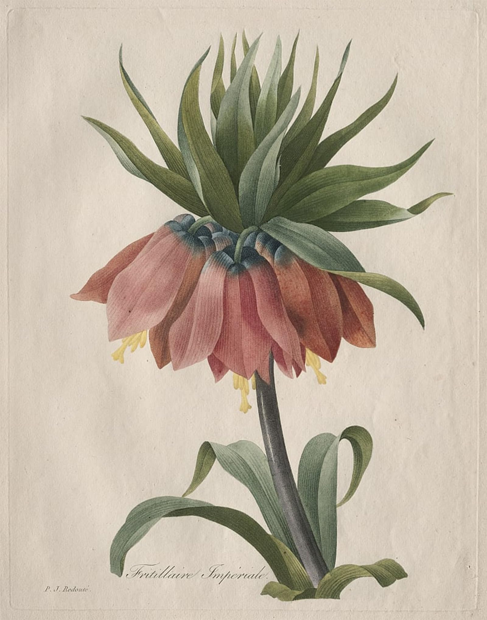 POSTERIIk Famous Modern Artwork Art Mural Crown Imperial Fritillary by Pierre Redouté Oil Paintings Pictures for Home Decor 60x90cm