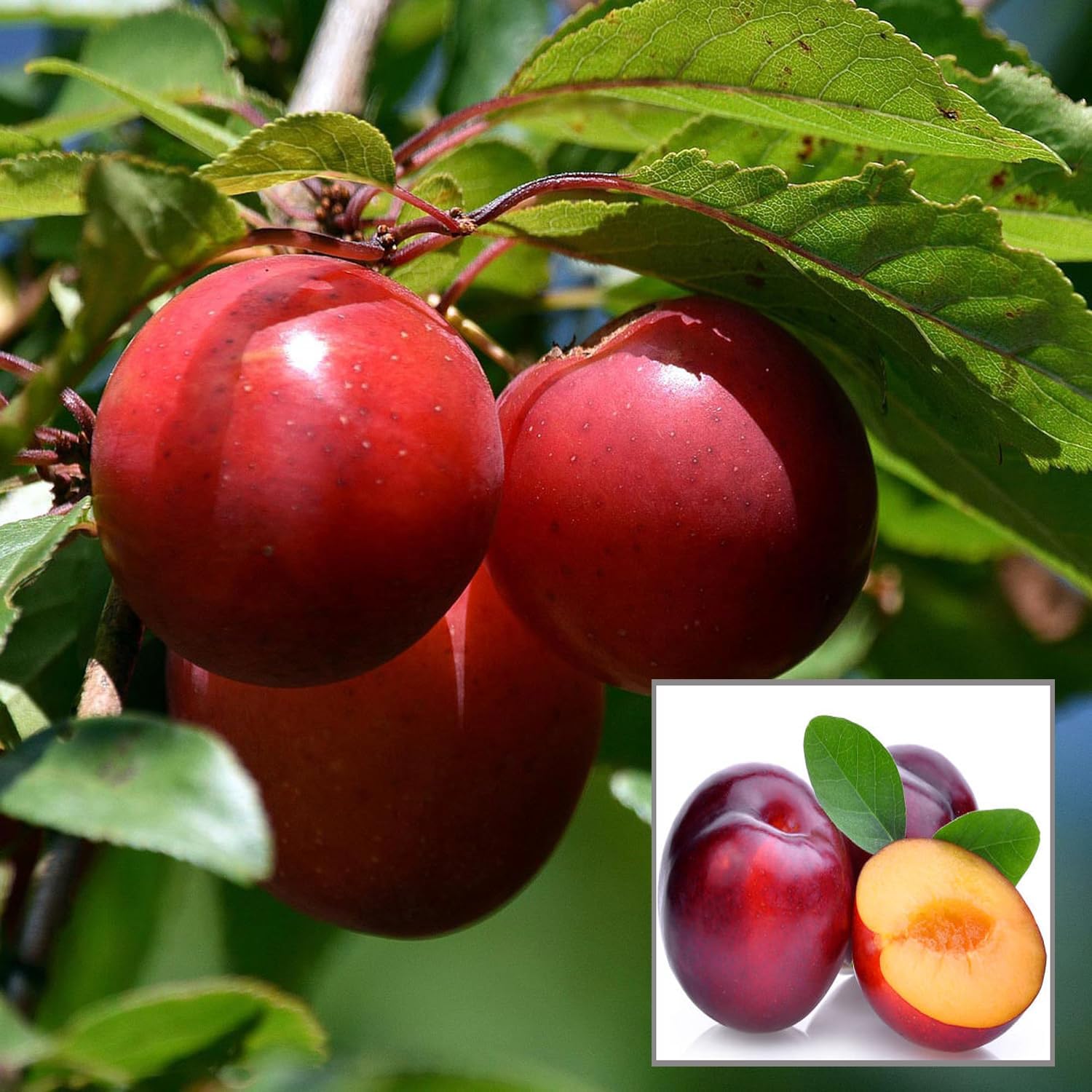 HAPING Red Plum Aloo Bukhara Layering/Grafted Fruit Live Plant (1.5-3 Feet Height) (B0D5W5V3BK) Amazon Price History, Amazon Price Tracker