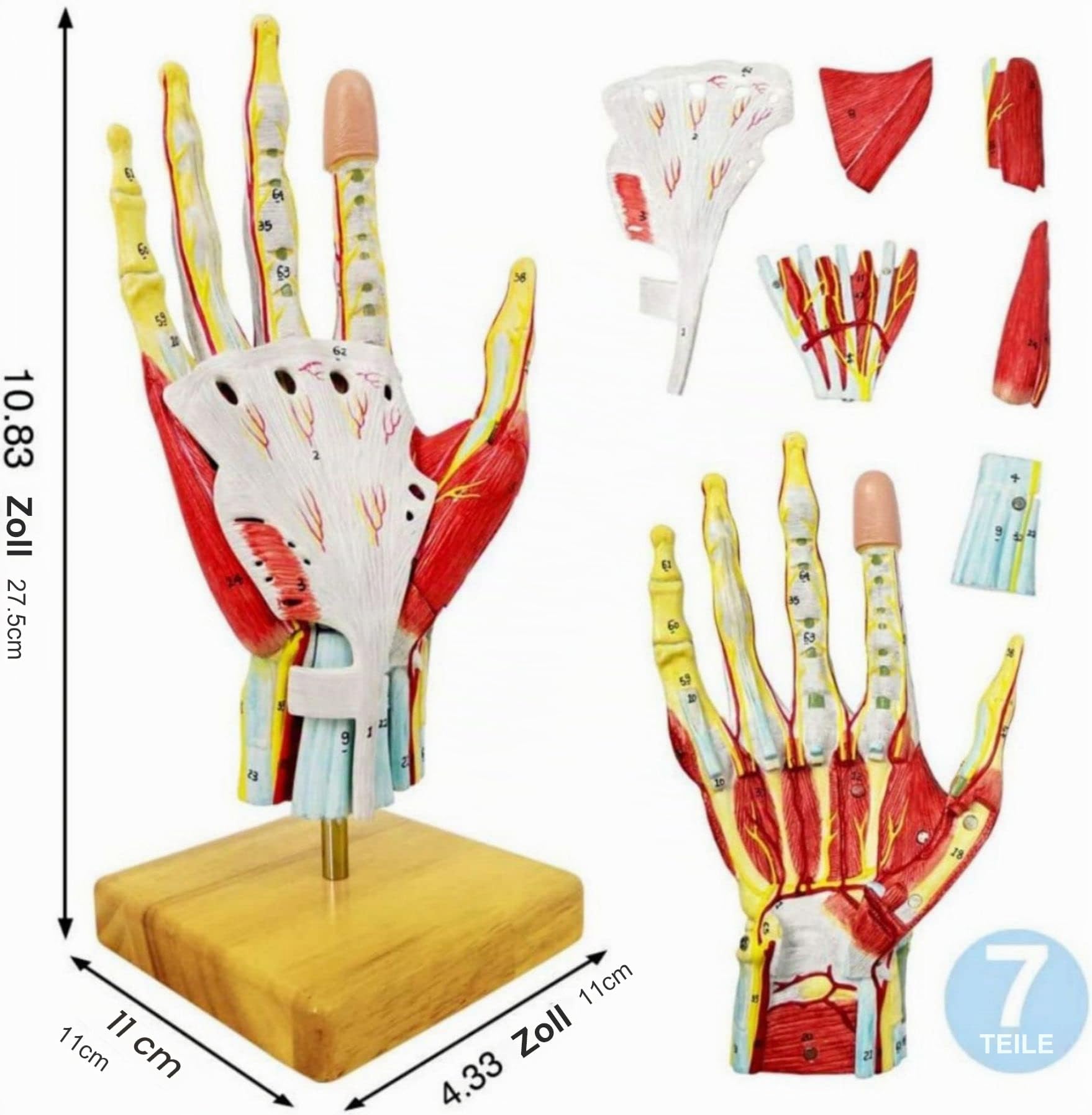 2022 Nuevo Modelo de Esqueleto de Mano Anatómico Médico Con Músculos Ligamentos Nervios Y Vasos sanguíneos, 7 Piezas Tamaño Natural, Montaje Magnético Fácil (Modelo Mano)