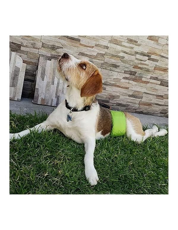 PETTING IS CARING Reusable Dog Belly Bands – Washable Male Dog Diapers, Pack of 3 – Puppy Training, Comfortable & Durable by PETTING IS CARING - Image 6