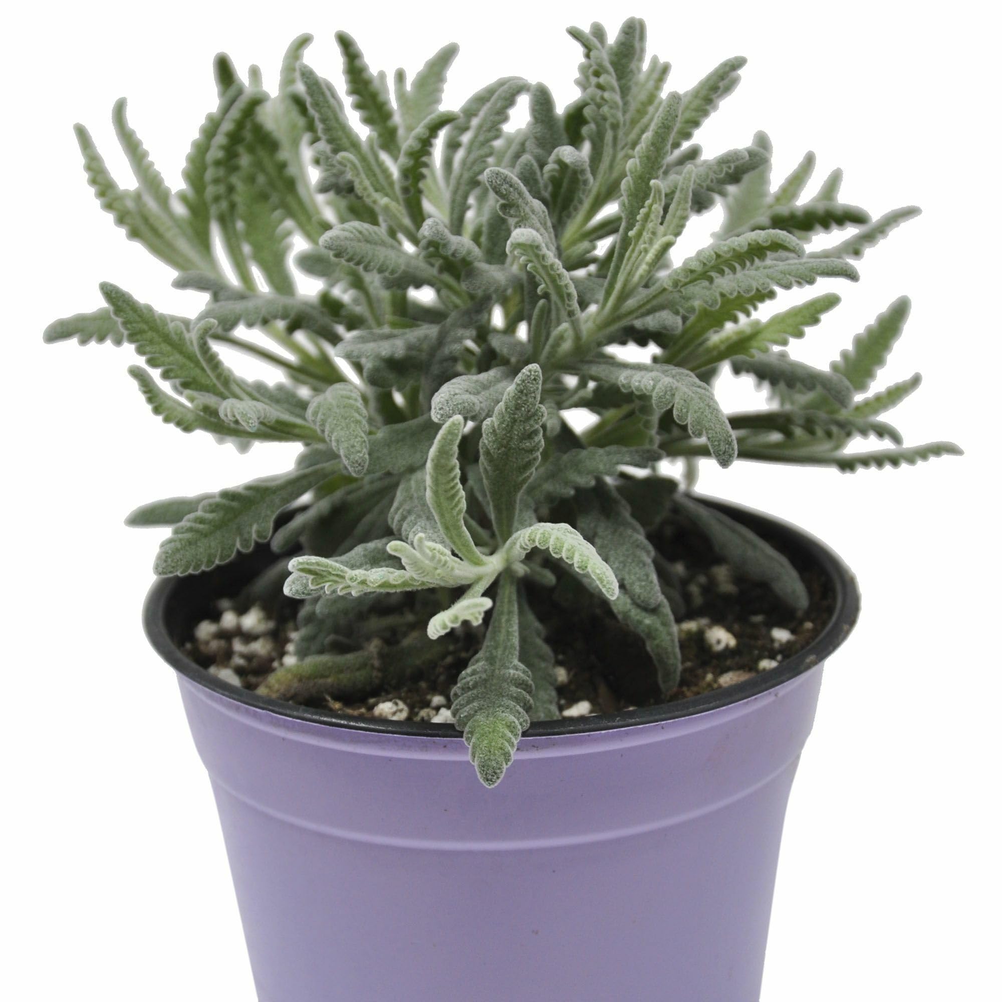 Lavandula angustifolia Goodwin Creek Winter Greenhouse