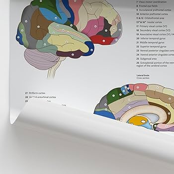 m*a様 【サイン入り】TAPPEI 「BRAIN」　ポスター　匿名配送 m*a様 【サイン入り】TAPPEI 「BRAIN」 ポスター 匿名配送