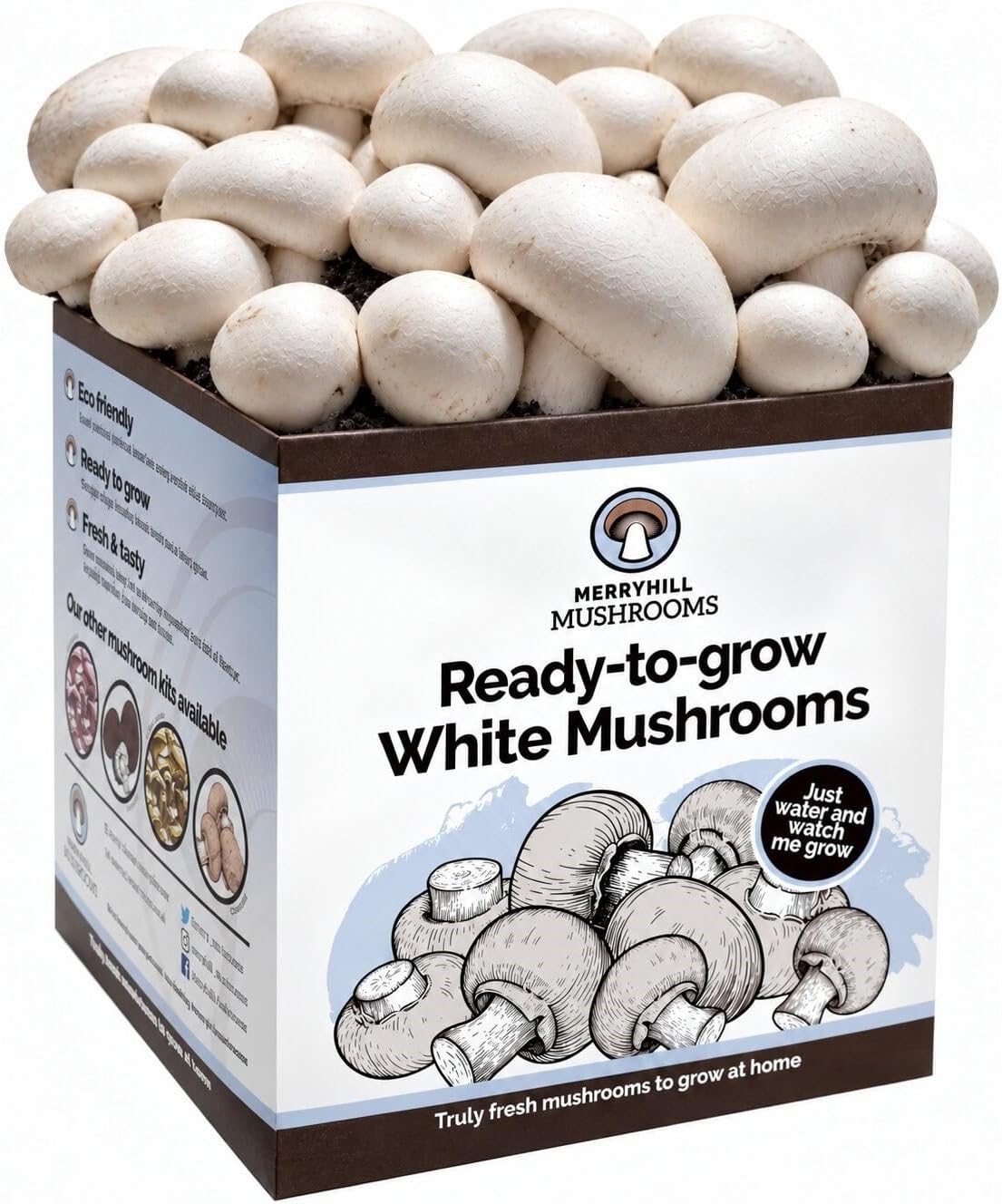 Fresh White Mushroom Growing Kit | Gardening Gifts for Women, Men & Kids | Grow Your Own | Easy & Delicious to Eat (One White Mushroom Grow Kit)