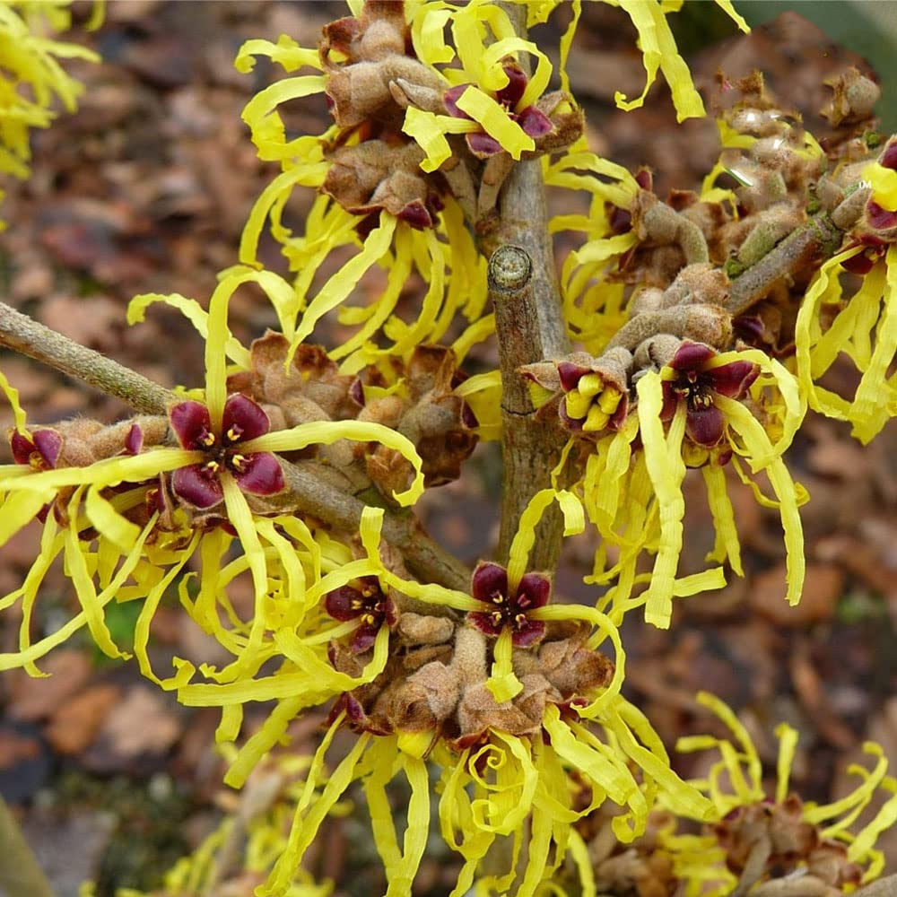 Hamamelis x Intermedia Pallida-Witch Hazel in 9 cm Pot