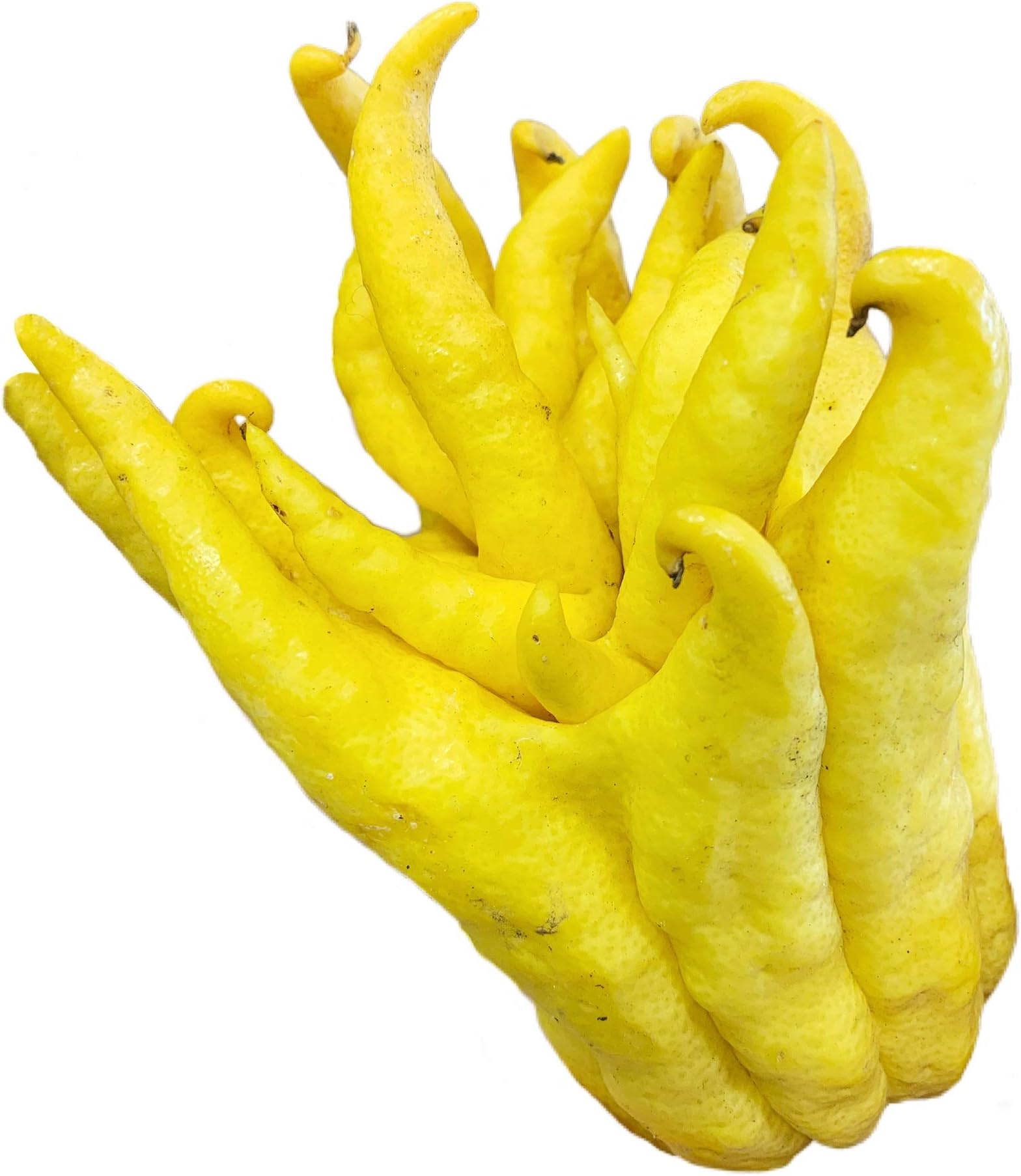 Kejora Fresh Buddha Fingers Fruits - Set of 3 - Exotic and Special Fruit