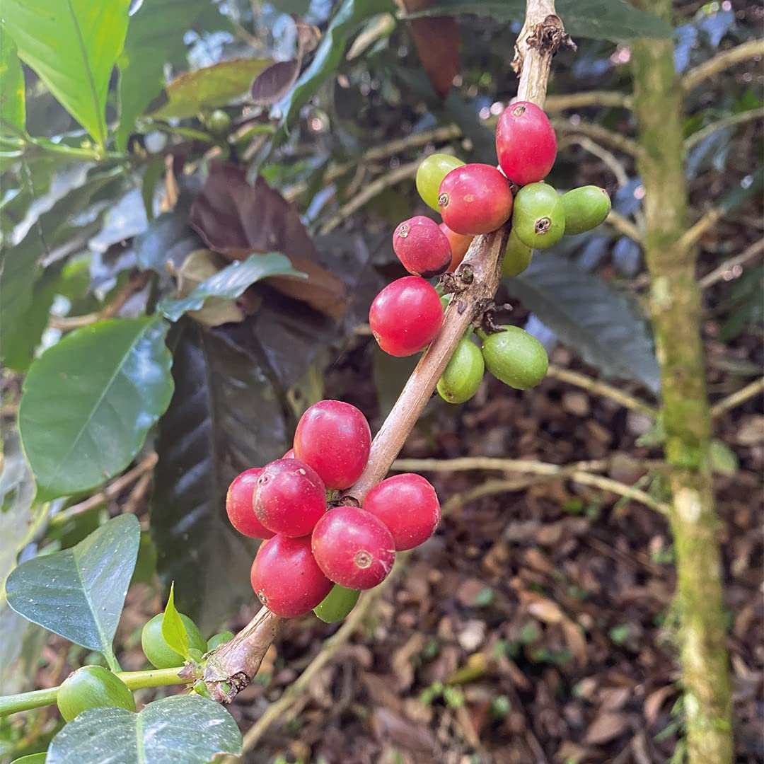 Medium Dark Coffee Roast, Ground Coffee, 100% Arabica Colombian Coffee, Fresh Coffee, Saxonville Mills Cafe (1 LB) (5)