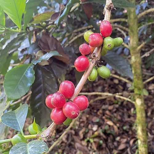 Miniatura 3 de Café oscuro medio, café en grano entero, 100% café arábica colombiano, café fresco, tostado medio oscuro (1 libra), Saxonville Mills Cafe