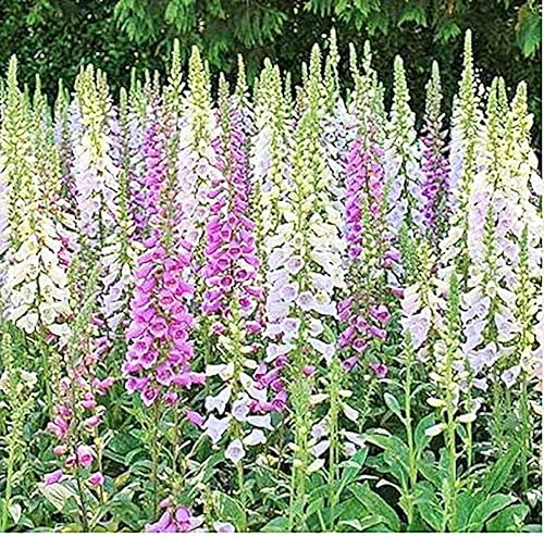 Miniatura 2 de Semillas de dedalera - Gloxiniaeflora Colores Mixtos - Aproximadamente 10,000 Semillas Finas