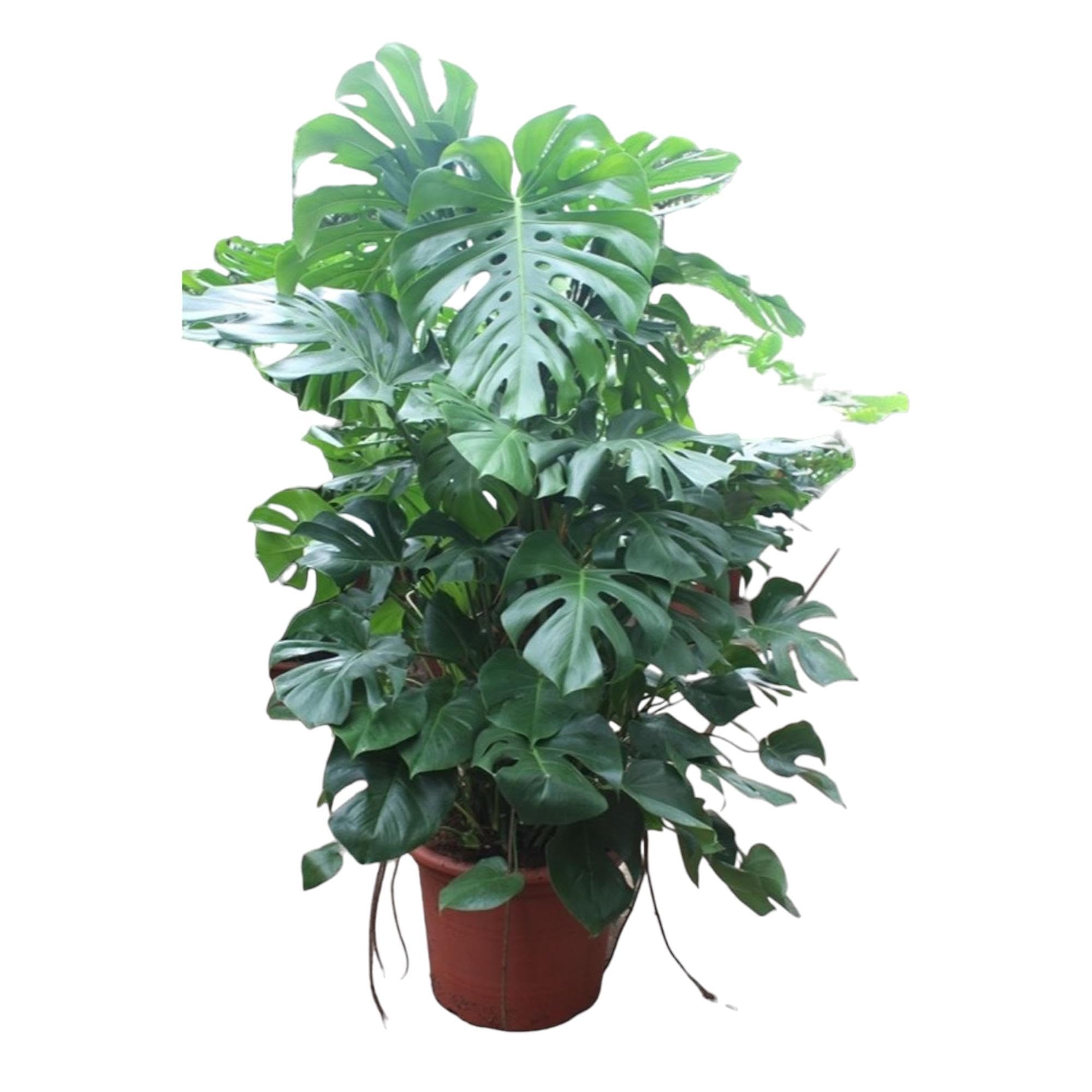 Monstera - Fensterblatt (Monstera Deliciosa) mit bertopf - Hhe: 200 cm -  von Botanicly : Amazon.de: Garten