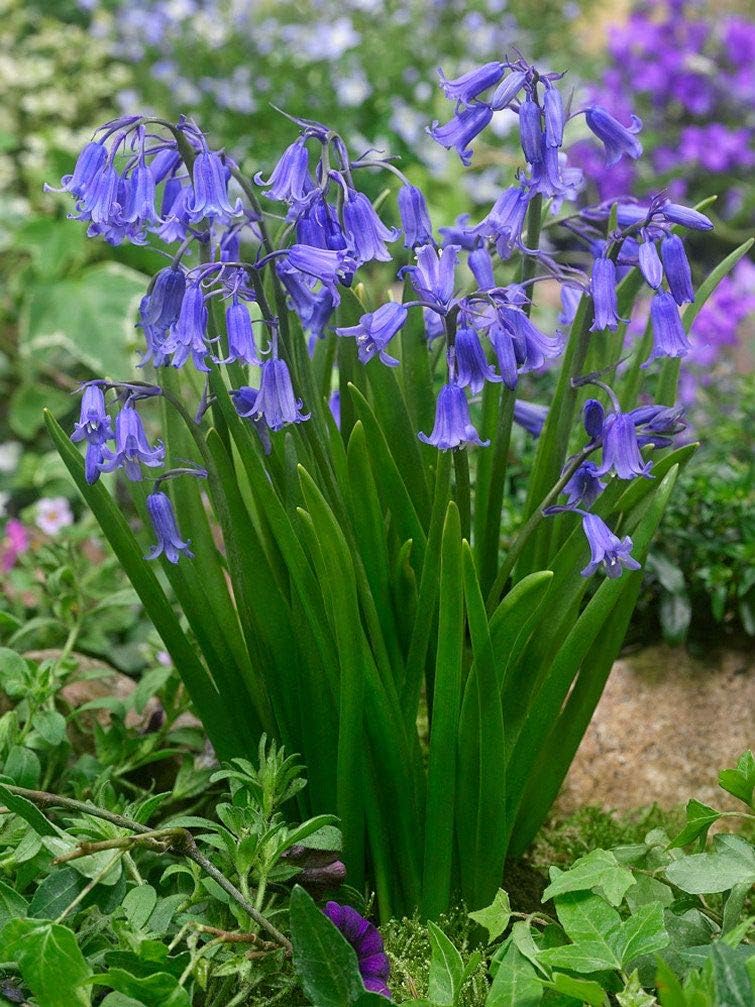25 X Bluebell Bulbs Hyacinthoides Nonscripta, Garden Plant Flowering