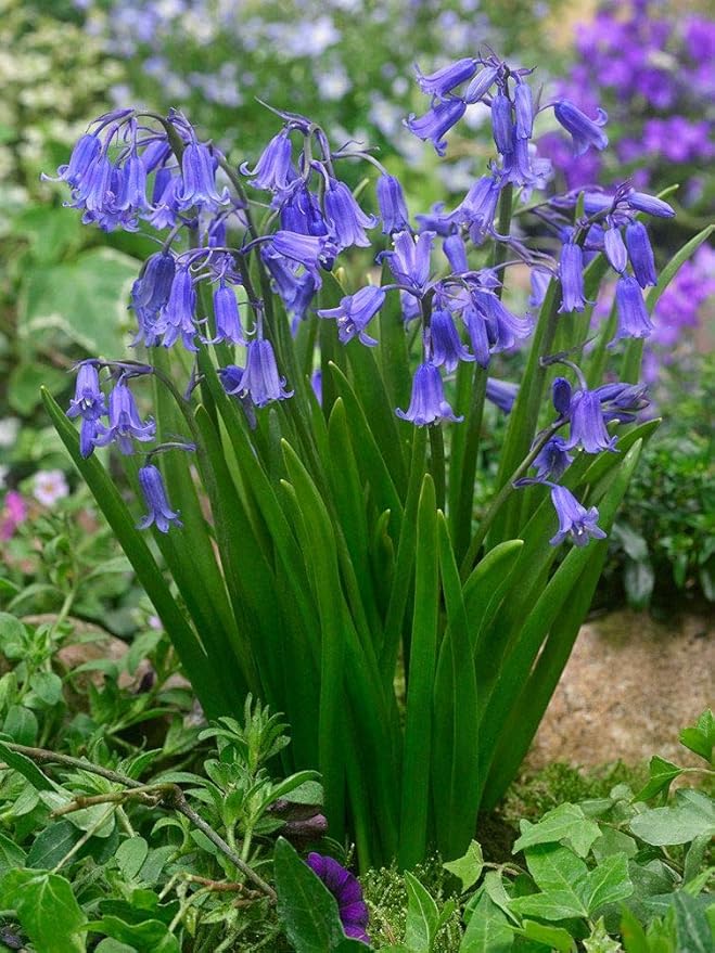 25 X Bluebell Bulbs Hyacinthoides Nonscripta, Garden Plant Flowering Bulb,Flowering Garden Easy