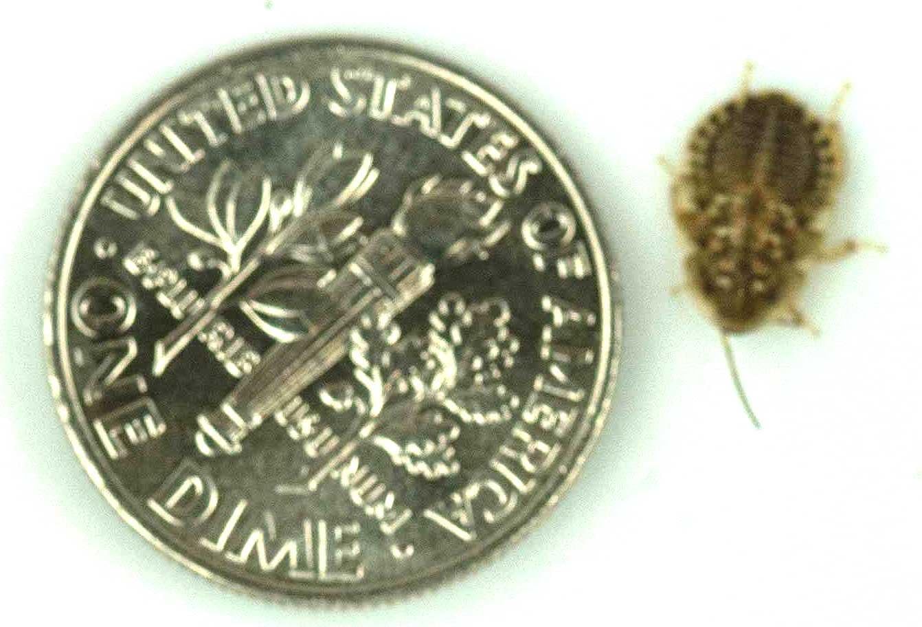 500 Extra Small Animal Specialties Gutloaded Dubia Roaches