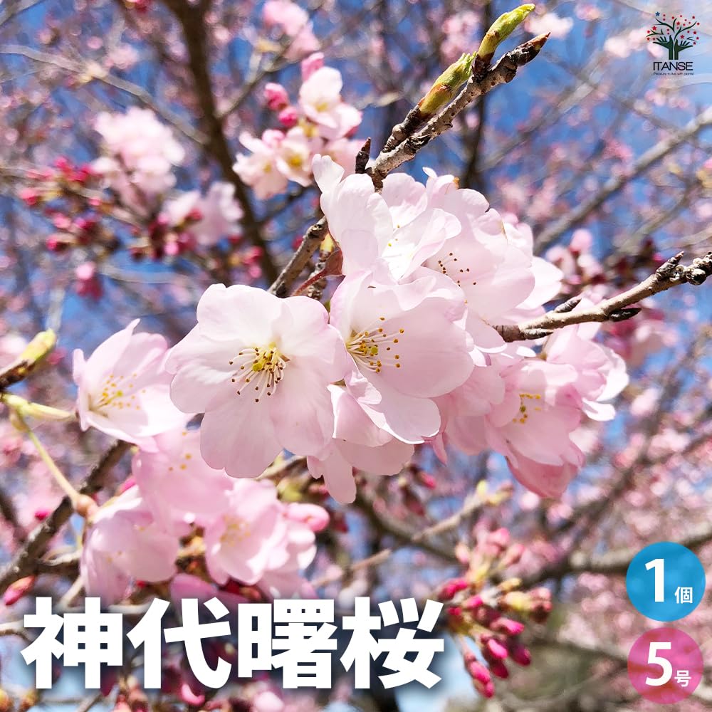 Amazon.co.jp: ITANSE 彼岸系桜 神代曙桜 接木苗 5号 1個売り