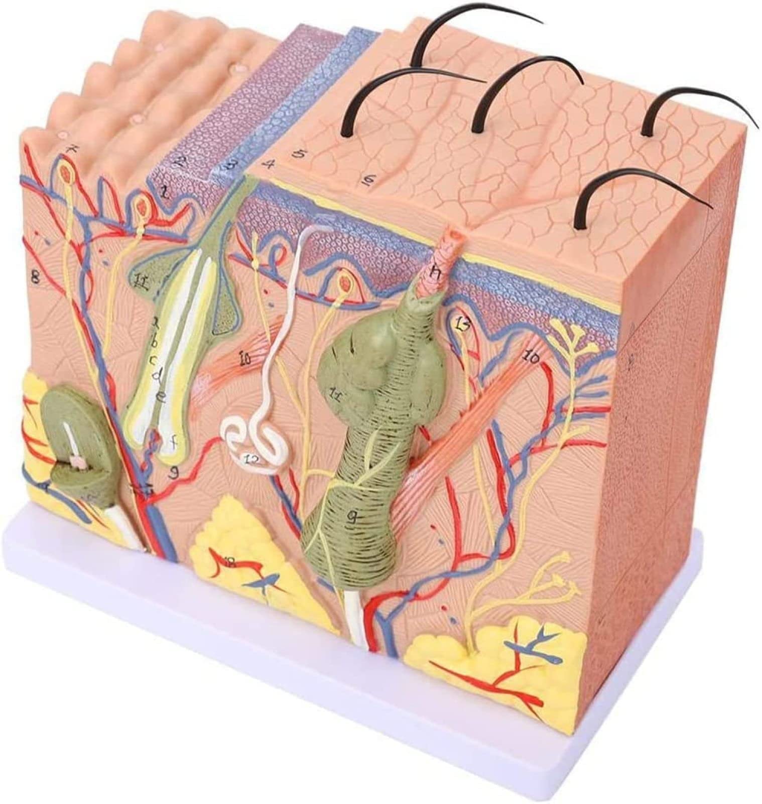Anatomiczny Model Skóry Ludzkiej, Model Blokowy 3D Skóry Ludzkiej, Anatomia, Medycyna Dla Biologii, Chirurgia Plastyczna, Materiały Dydaktyczne, Wymagania Laboratoryjne