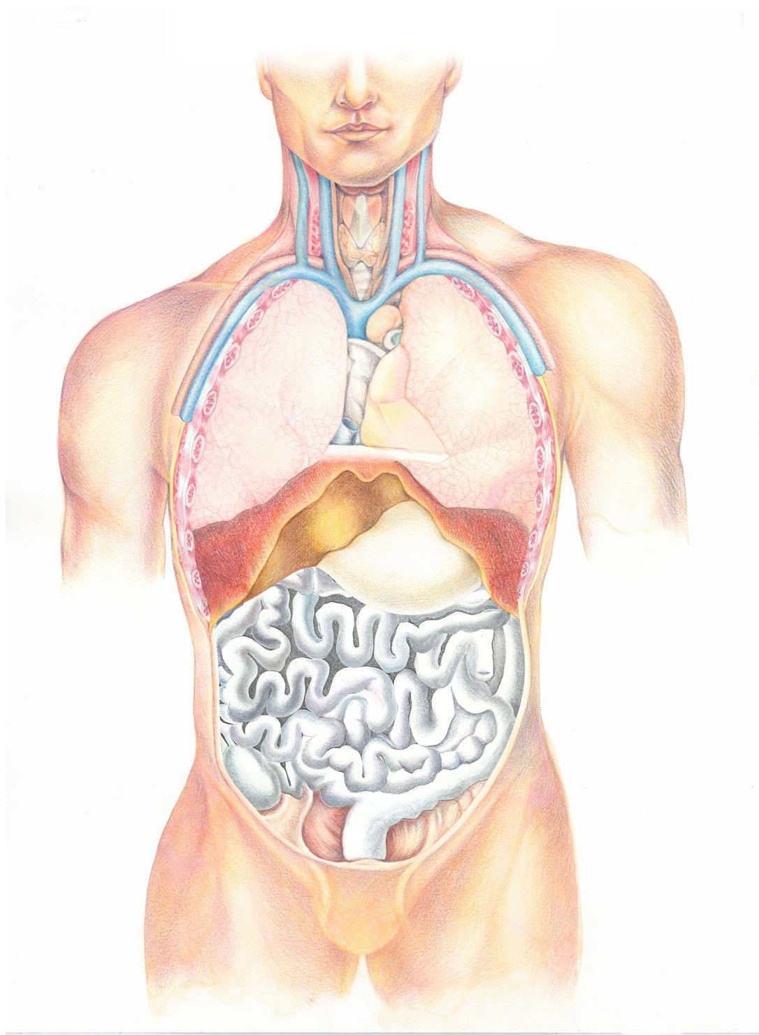 Atlas of the Human Body