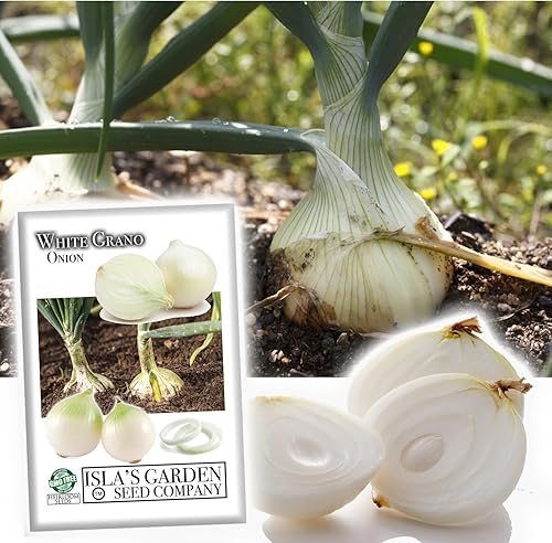 Semillas de cebolla granada blanca (Allium cepa) – Más de 500 semillas de día corto sin OMG de Isla's Garden Seeds, bulbos suaves dulces para