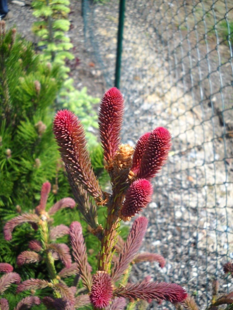 Snake Branch Spruce - Picea Abies Virgata - 2 – Year Live Plant