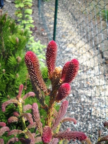 Abeto de rama de serpiente - Picea Abies Virgata - Planta viva de 2 años