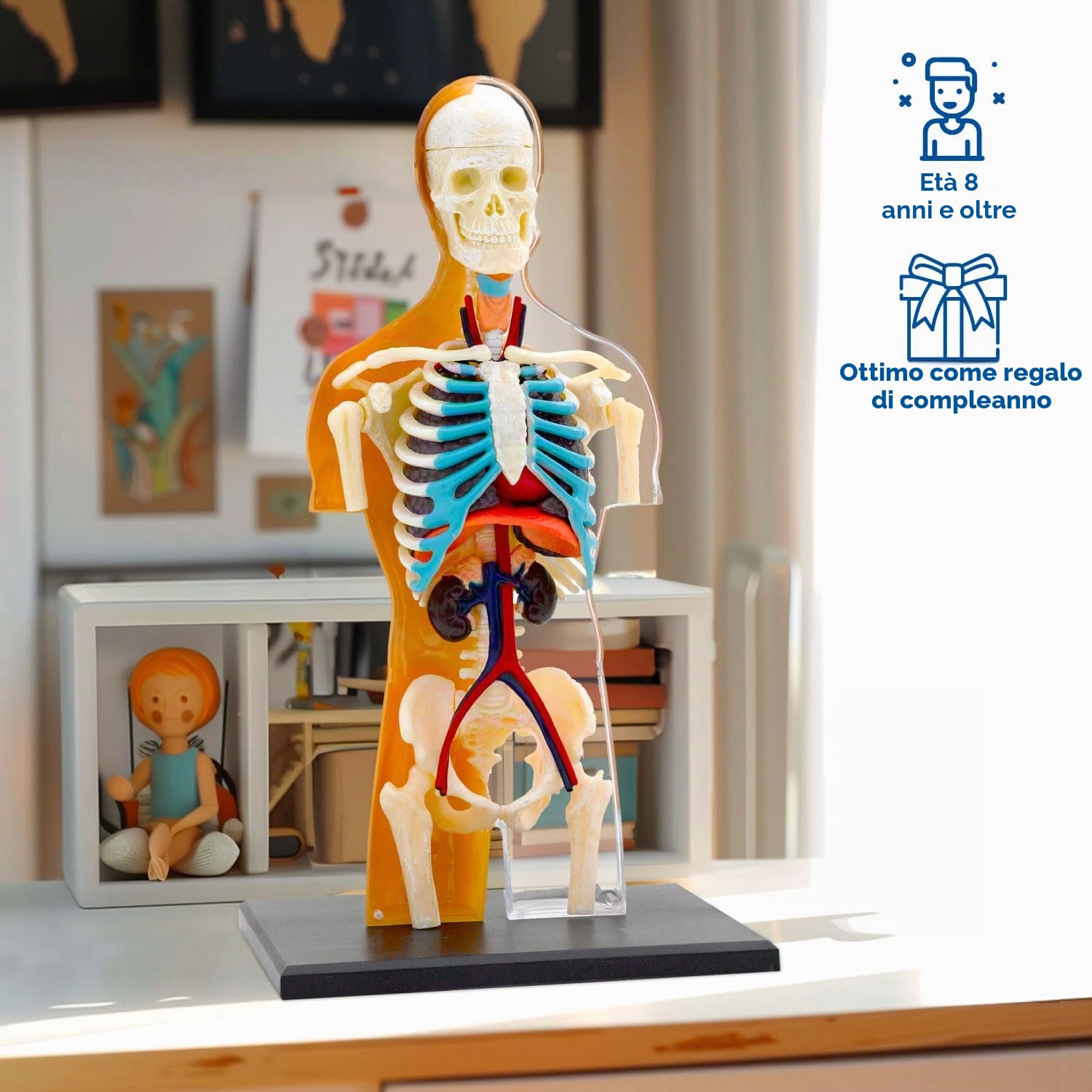 Thames & Kosmos , 260830, Human Body Anatomy Model, 37 Parts with Stand And Guide Book, Build Your Own Human Body, Nature Discovery Range, Ages 8+