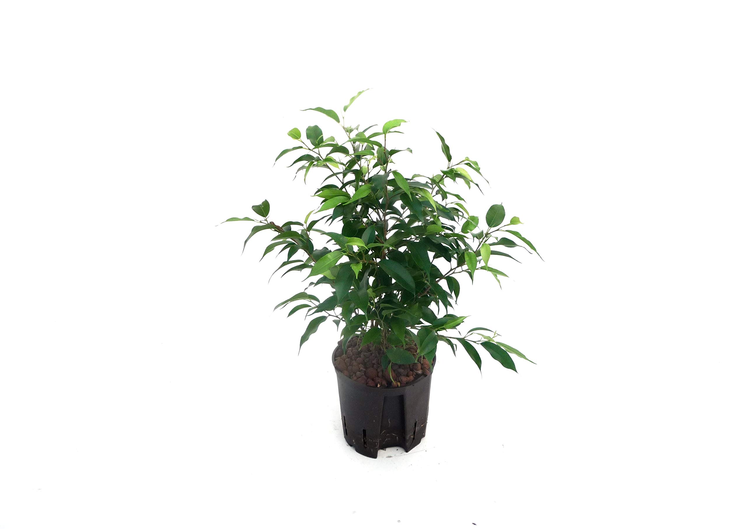 bonsai tree wood Bonsai Driftwood B53  Aqua Rocks Colorado