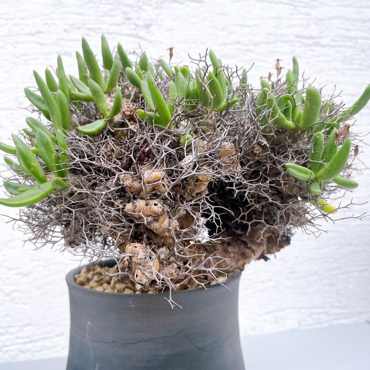 6 モンステラ レガシー カット苗 美健康株 本物 モンステラ レガシー