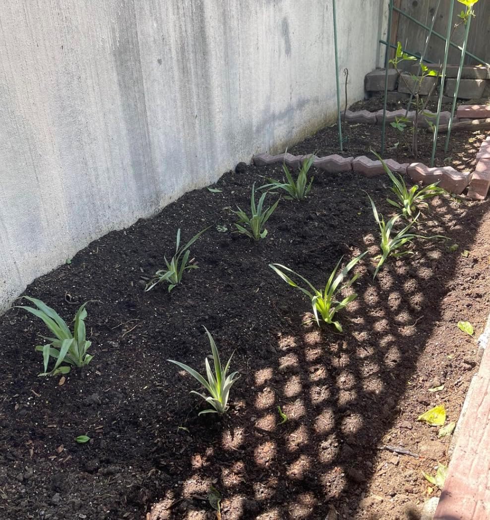 Live Elite Gold Pineapple Pineapple Plant (Ananas comosus) - (Pack of 2) - 4-6 Inches Tall - Ideal for Gardens and Containers - Sweet, Juicy Pineapple Fruit - Easy Grow, Ready for Planting