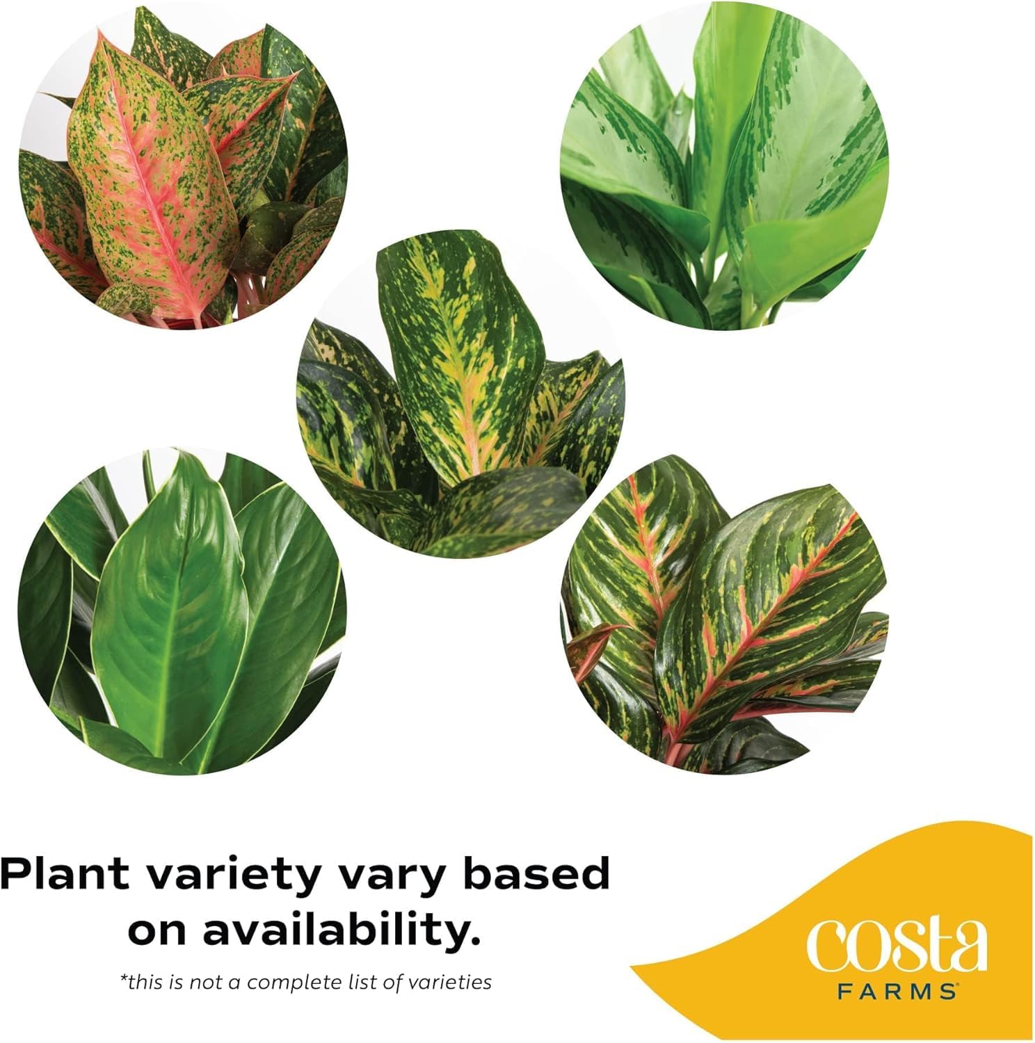 hanging goldfish plant 6" Hanging Basket of Goldfish Plant, Nematanthus gregarious  Houseplants, Flowering Plants, Foliage Plants, Home Dcor