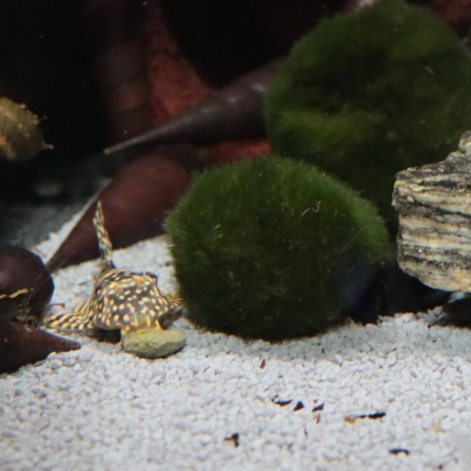 JBL PRONOVO PLECO WAFER, Futterwafer für Saugwelse von 1-20 cm, Fischfutter, Größe M, 100 ml