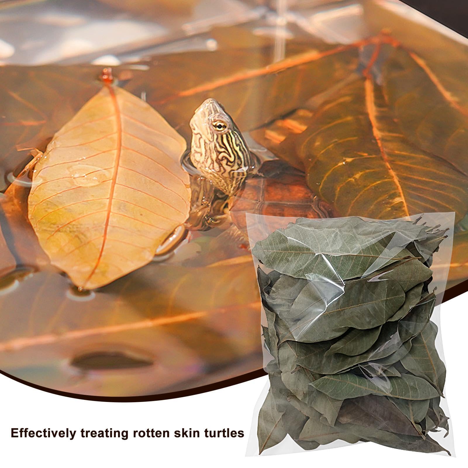 Bladstrooisel voor terrarium, Longan-vis rustend gedroogd blad, creëert inheemse omgeving, waterconditioner bladeren, pH-aanpassing, aquariumbladafval voor gebruik met vissen en schildpadden (groen
