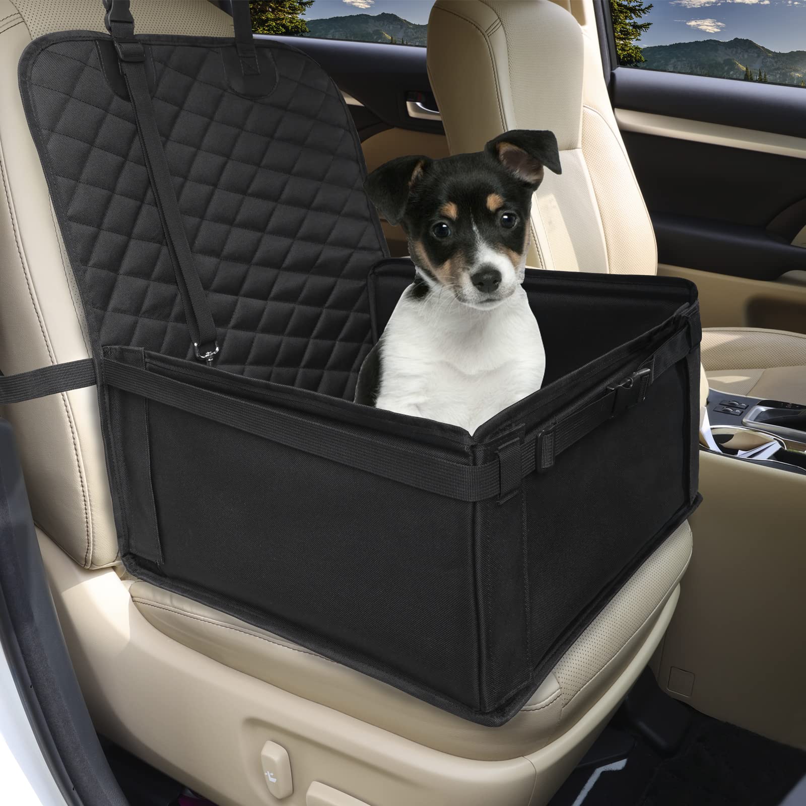 Can Dogs Travel In The Front Of A Car