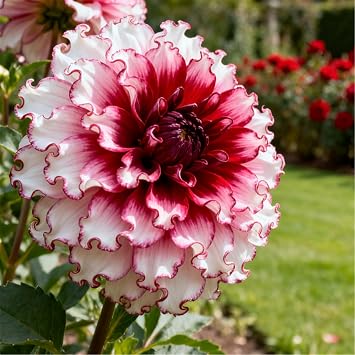 Stunning Dahlia Bulbs, Durable Perennial Dahlia Rhizomes UK, Robust Fast Growing Plants, Premium Mixed Artistic Look Hardy Perennial, Excellent Display-2 tubers-C