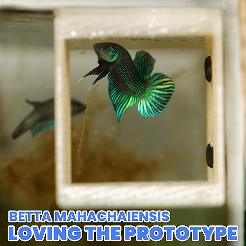 BWAquatics Betta Fish Cave Hideout – Breeding Crib & Bubble Nest Tunnel for Wild Bettas – Aquarium Decor, Enrichment Toy & Fish Tank Accessories