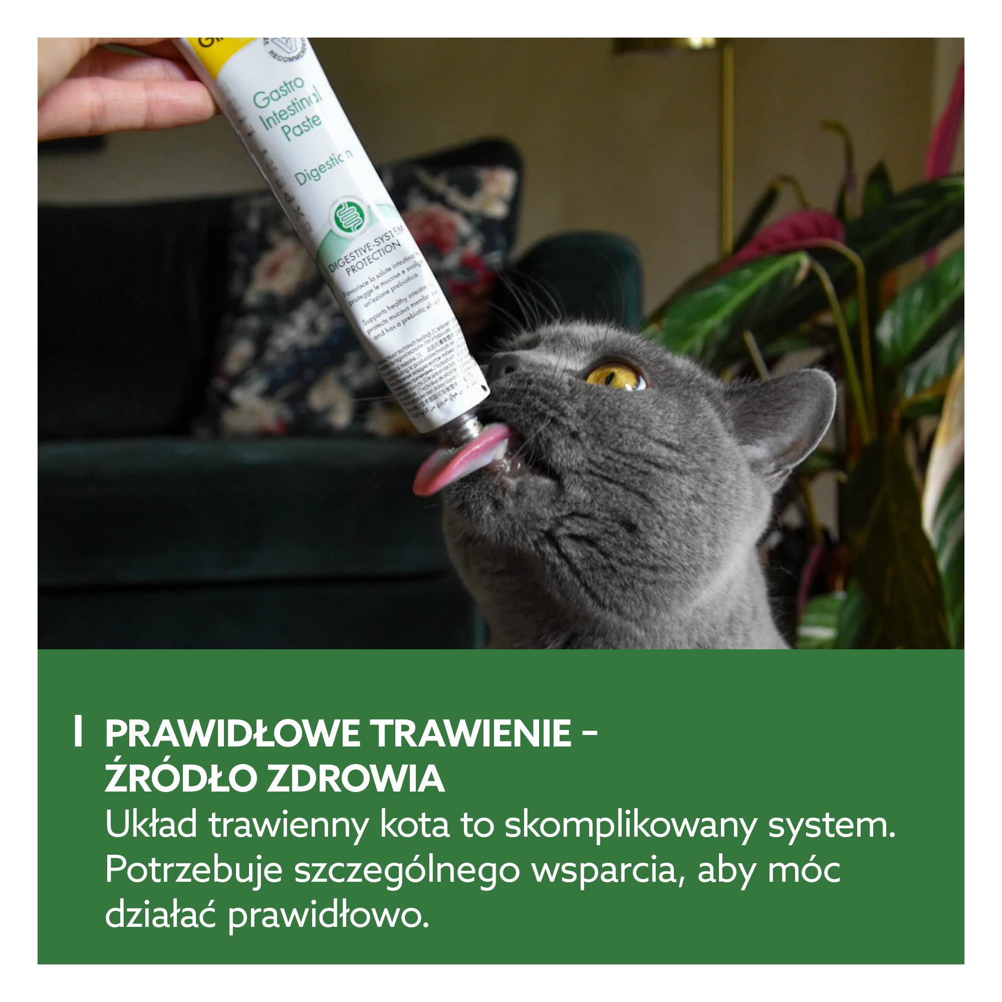 GimCat EXPERT LINE Gastro Intestinal pasta - Funkcjonalny przysmak dla kotów, wspomagający trawienie i mikroflorę jelitową - 1 tubka (1 x 50 g)