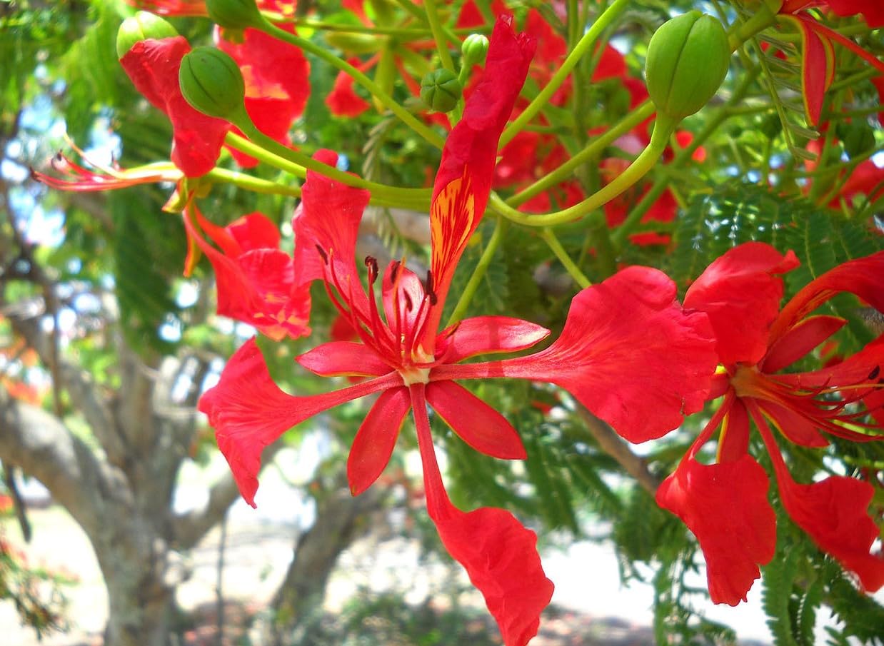 20 Semillas de Flamboyán Rojo - (Delonix Regia)