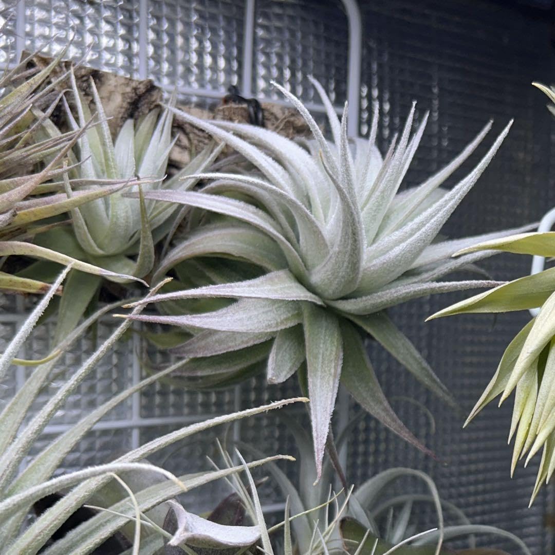 Tillandsia gardneri var. rupicola【#2】