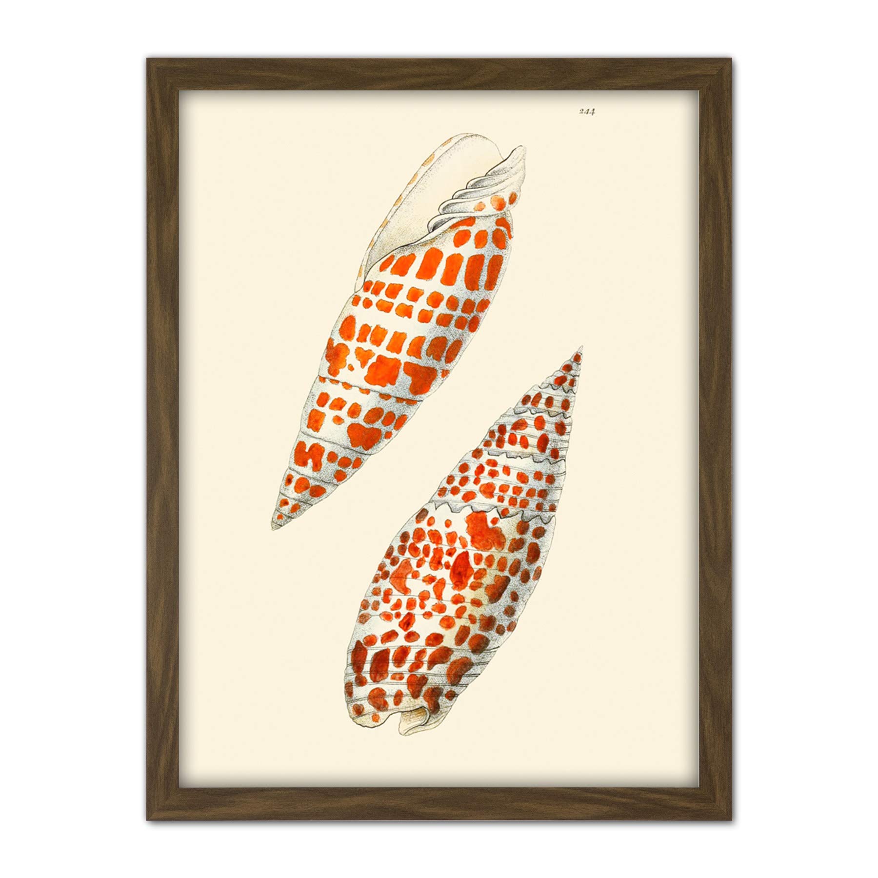 Wee Blue Coo Seashell Orange Spotted Conical Artwork Framed Wall Art Print 18X24 Inch