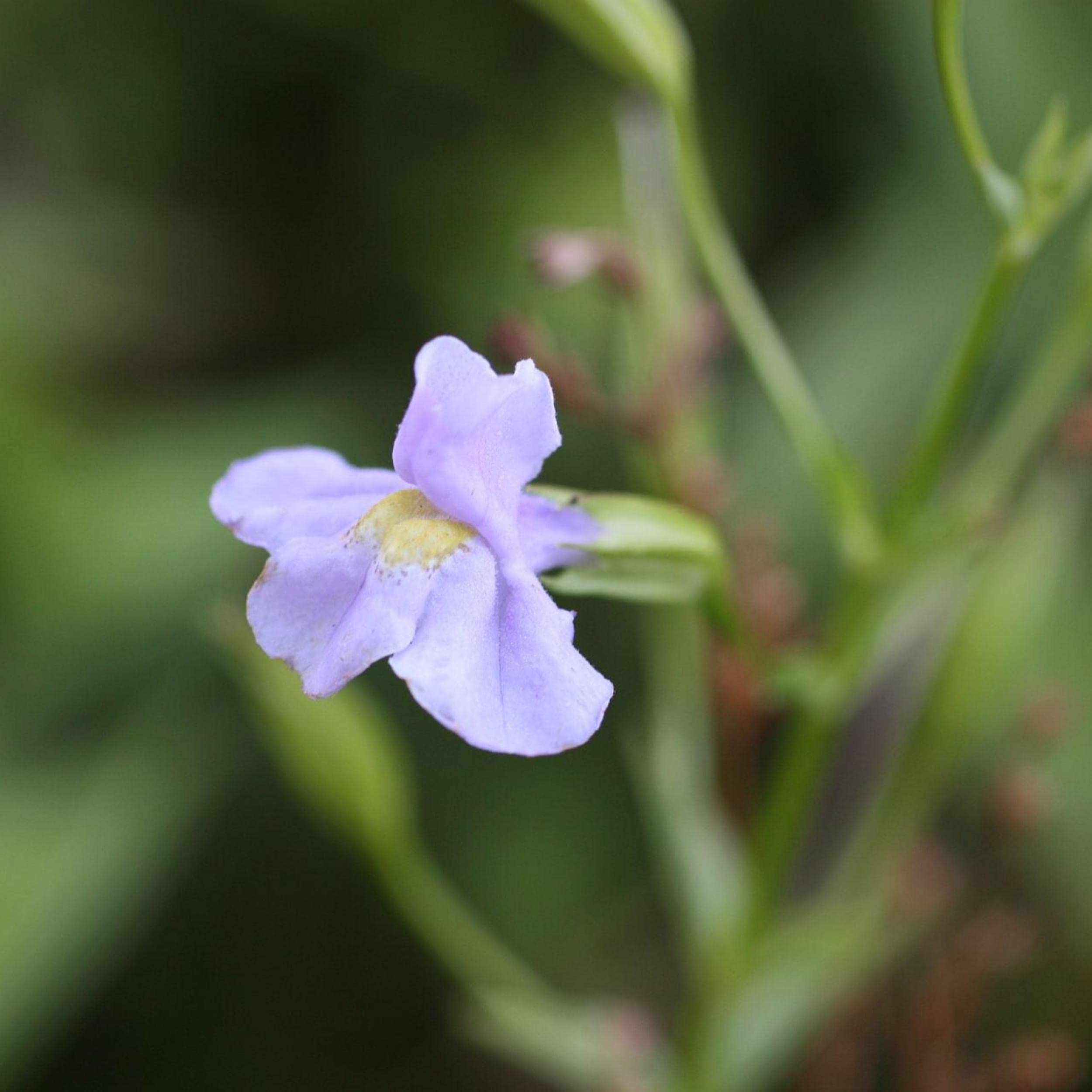 Chalily Monkey Flower