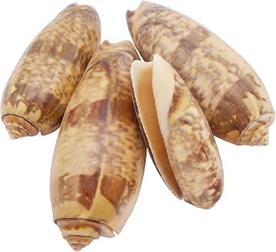 10 PCS Natural Starfish Sea Shells Hermit Crab Shells Medium to Large Growth Turbo Seashells for DIY Craft Home Decor Vase Fillers Making Olive Shell, 2-4 inches