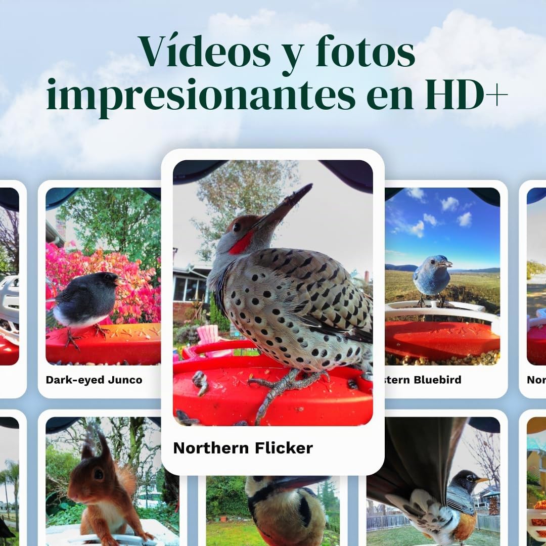 Bird Buddy - Alimentador de pájaros Inteligente Original con cámara de energía Solar, cámara AI de Alta resolución para Hermosas Fotos cercanas y una Experiencia única