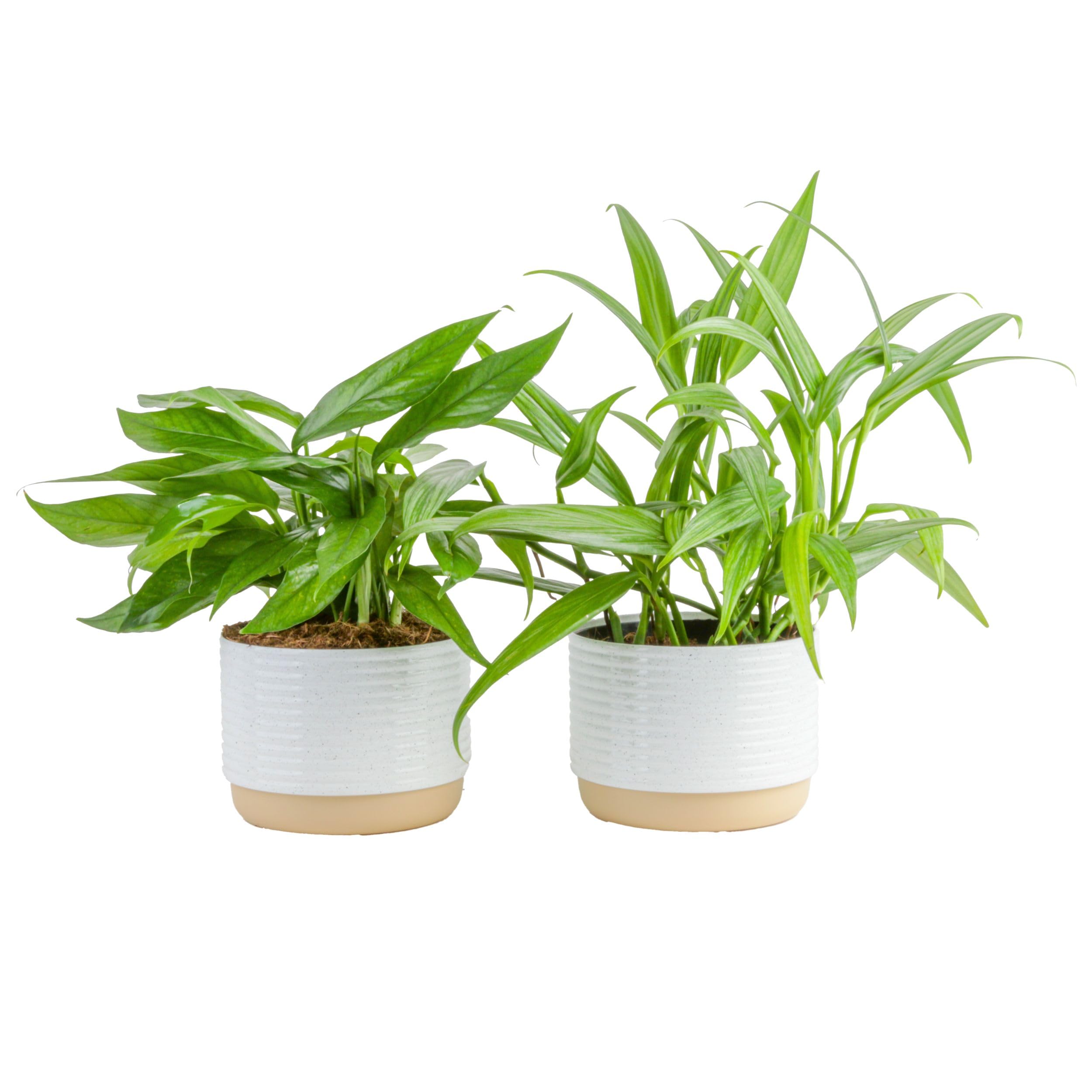 Costa Farms Pothos Assortment (Baltic Blue, Amplissimum, Golden Pothos)