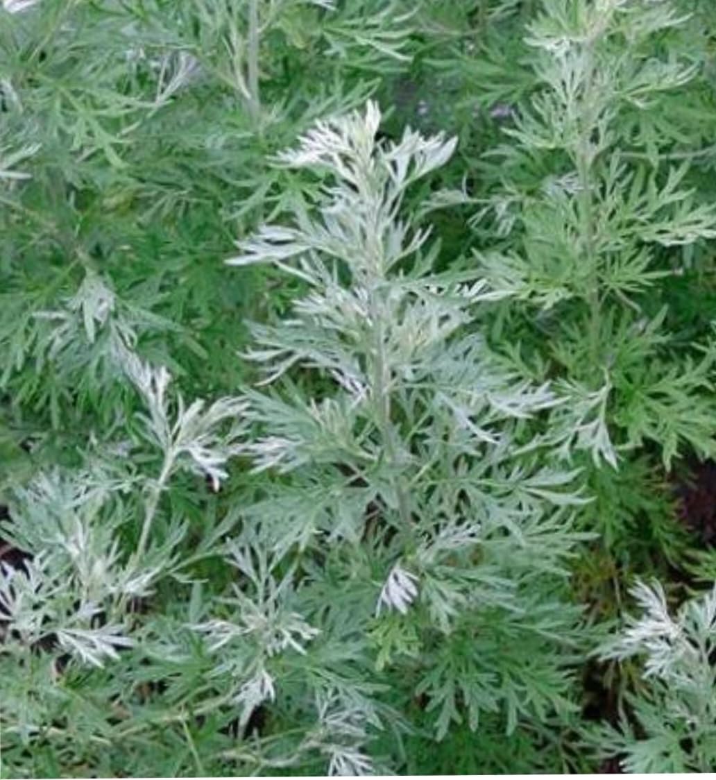 See full amazon price history chart for Marikolunthu Live plant 1 - ?????????????-Origanum Majorana-Artemisia pallens Marikolunthu Live plant 1 - ?????????????-Origanum Majorana-Artemisia pallens (B0D9R4G6LB) Amazon Price History, Amazon Price Tracker