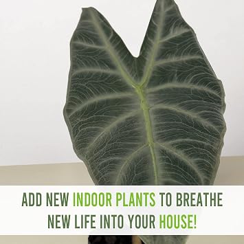 LEAL PLANTS ECUADOR Alocasia Longiloba Silver|Stunning Amazonian Elephant Ear Plant | African Mask Plant | Exotic Indoor Decor & Air-Purifying Houseplant | Lush Green Leaves with White Veins