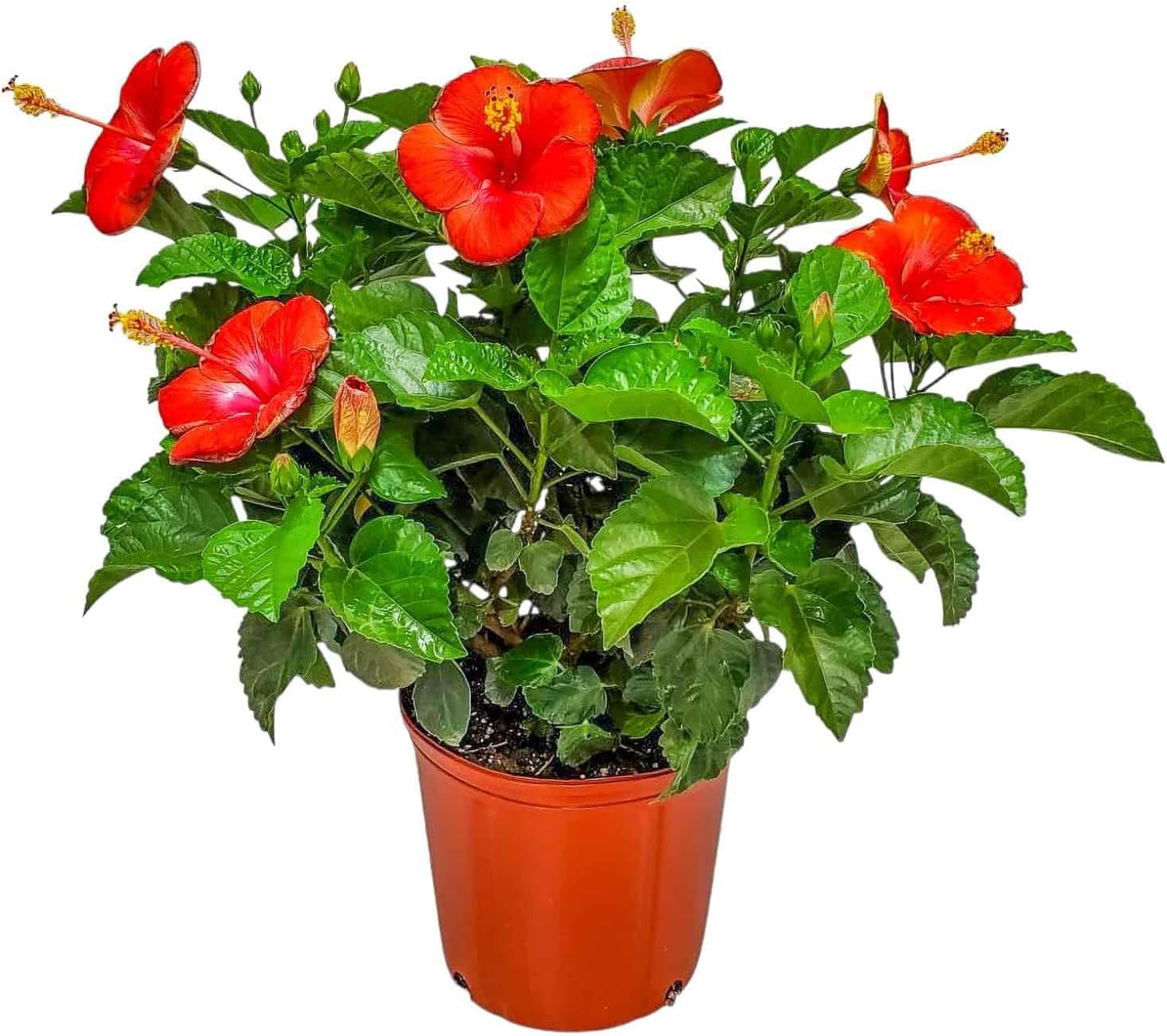 Hibiscus Plant Live - Hibiscus Bush - Red President - Overall Height 26" to 28" - Tropical Plants of Florida (Plant Only)